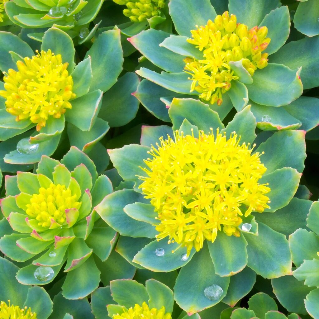 Rhodiola 