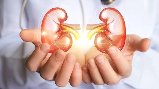 Kidneys