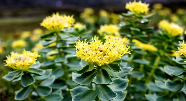 Rhodiola: An Adaptogen With Proven Health Benefit